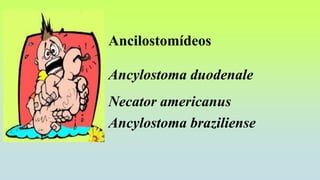 Ancilostomídeos
Ancylostoma duodenale
Necator americanus
Ancylostoma braziliense
 