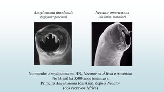 No mundo: Ancylostoma no HN, Necator na África e Américas
No Brasil há 3500 anos (múmias).
Primeiro Ancylostoma (da Ásia), depois Necator
(dos escravos África)
Ancylostoma duodenale
(agkylos=ganchos)
Necator americanus
(do latim: matador)
 