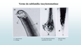 C= cápsula bucal
E= Esôfago
R= raios bilaterais da bursa
copuladora do macho
Rabo da fêmea
A= ânus
Verme da subfamília Ancylostomatinae
 
