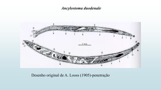 Desenho original de A. Looss (1905)-penetração
Ancylostoma duodenale
 