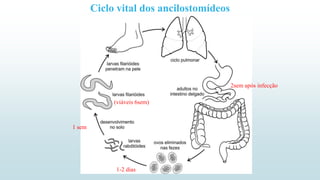 Ciclo vital dos ancilostomídeos
1-2 dias
1 sem
2sem após infecção
(viáveis 6sem)
 