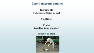 Tratamento
Tiabendazol tópico ou oral
Controle
Praias
(escolher áreas alagadas)
Tanques de areia
Larva migrans cutânea
 