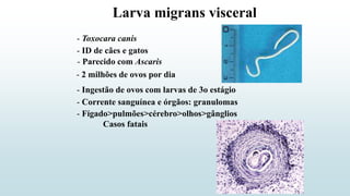 Larva migrans visceral
- Toxocara canis
- 2 milhões de ovos por dia
- ID de cães e gatos
- Ingestão de ovos com larvas de 3o estágio
- Fígado>pulmões>cérebro>olhos>gânglios
Casos fatais
- Corrente sanguínea e órgãos: granulomas
- Parecido com Ascaris
 