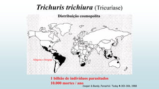 Cooper & Bundy, Parasitol. Today 4:301-306, 1988
Trichuris trichiura (Tricuríase)
1 bilhão de indivíduos parasitados
10.000 mortes / ano
Alagoas e Sergipe
Distribuição cosmopolita
 
