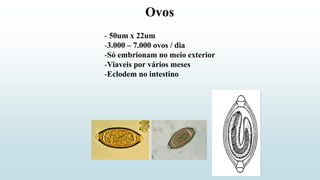 Ovos
- 50um x 22um
-3.000 – 7.000 ovos / dia
-Só embrionam no meio exterior
-Viaveis por vários meses
-Eclodem no intestino
 