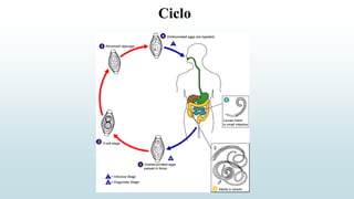 Ciclo
 