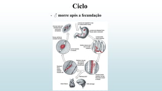 Ciclo
- ♂ morre após a fecundação
 