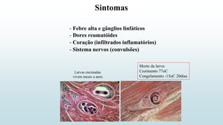 Sintomas
- Febre alta e gânglios linfáticos
- Dores reumatóides
- Sistema nervos (convulsões)
- Coração (infiltrados inflamatórios)
Morte da larva:
Cozimento 77oC
Congelamento -15oC 20dias
Larvas encistadas
vivem meses a anos
 