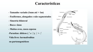 Características
- Tamanho variado (1mm até > 1m)
- Fusiformes, alongados e não segmentados
- Simetria bilateral
- Boca e ânus
- Muitos ovos, casca espessa
-Parasitas: dióicos (♂ e ♀), ♀ > ♂
Vida livre: hermafroditas
ou partenogenéticos
 