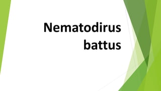 Nematodirus
battus
 