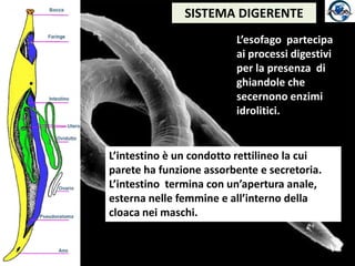SISTEMA DIGERENTEL’esofago  partecipa ai processi digestivi per la presenza  di ghiandole che secernono enzimi idrolitici.L’intestino è un condotto rettilineo la cui parete ha funzione assorbente e secretoria.L’intestino  termina con un’apertura anale, esterna nelle femmine e all’interno della cloaca nei maschi.