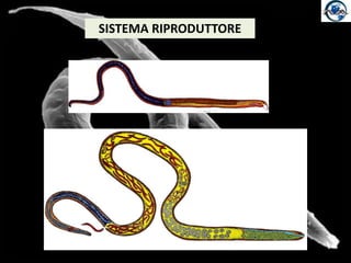 SISTEMA RIPRODUTTORE
