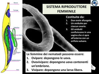 SISTEMA RIPRODUTTOREFEMMINILECostituito da:Due ovaie allungate.Un ovidutto per ciascun ovario.Gli ovidutti confluiscono in una vagina che si apre all’esterno con un orifizio vulvare.Le femmine dei nematodi possono essere:Ovipare: depongono le uova.Ovovivipare: depongono uova contenenti un’embrione.Vivipare: depongono una larva libera.