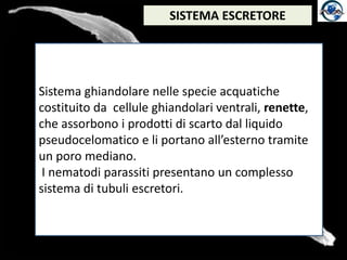 SISTEMA ESCRETORESistema ghiandolare nelle specie acquatiche costituito da  cellule ghiandolari ventrali, renette, che assorbono i prodotti di scarto dal liquido pseudocelomatico e li portano all’esterno tramite un poro mediano. I nematodi parassiti presentano un complesso sistema di tubuli escretori.
