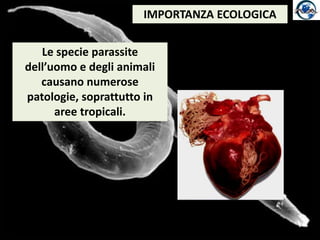 IMPORTANZA ECOLOGICALe specie parassite dell’uomo e degli animalicausano numerose patologie, soprattutto in aree tropicali.