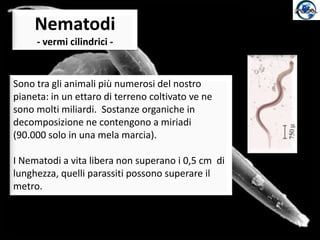 Nematodi - vermi cilindrici -Sono tra gli animali più numerosi del nostro pianeta: in un ettaro di terreno coltivato ve ne sono molti miliardi.  Sostanze organiche in decomposizione ne contengono a miriadi (90.000 solo in una mela marcia).I Nematodi a vita libera non superano i 0,5 cm  di lunghezza, quelli parassiti possono superare il metro.