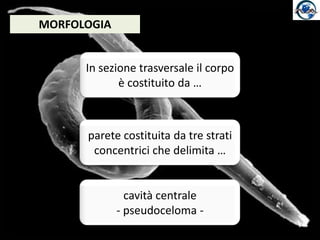 MORFOLOGIAIn sezione trasversale il corpo è costituito da …parete costituita da tre strati concentrici che delimita …cavità centrale- pseudoceloma -
