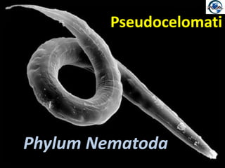 Pseudocelomati Phylum Nematoda 