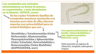 Nemátodo Steinernema | PPTX