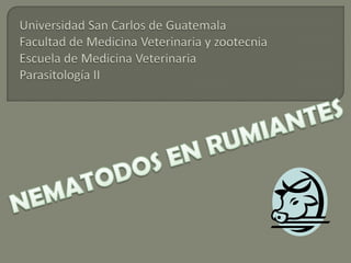 Universidad San Carlos de GuatemalaFacultad de Medicina Veterinaria y zootecnia Escuela de Medicina VeterinariaParasitología II NEMATODOS EN RUMIANTES 