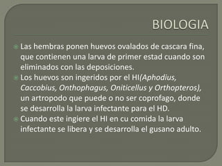 La punta de la cola del macho generalmente tiene un apéndice digitiforme.Los Huevos tienen forma subesferica, miden 75 a 93 por 60 a  75 micras y poseen una envoltura externa finamente granulada
