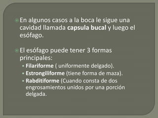Nematodos | PPTX