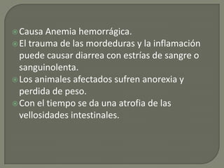 Causa Anemia hemorrágica.El trauma de las mordeduras y la inflamación puede causar diarrea con estrías de sangre o sanguinolenta.Los animales afectados sufren anorexia y perdida de peso.Con el tiempo se da una atrofia de las vellosidades intestinales.