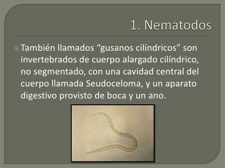 NEMATODOS DEFINICION PDF DOWNLOAD NEMATODOS DEFINICION PDF DOWNLOAD