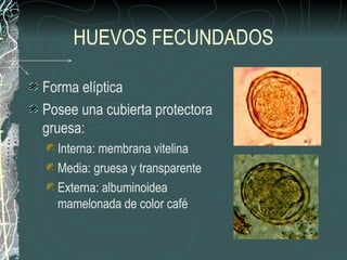 HUEVOS FECUNDADOS

Forma elíptica
Posee una cubierta protectora
gruesa:
  Interna: membrana vitelina
  Media: gruesa y transparente
  Externa: albuminoidea
  mamelonada de color café
 