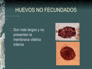 HUEVOS NO FECUNDADOS


Son más largos y no
presentan la
membrana vitelina
interna
 