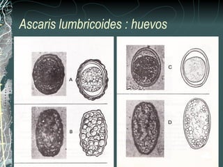 Ascaris lumbricoides : huevos
 