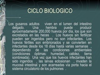 CICLO BIOLOGICO

Los gusanos adultos viven en el lumen del intestino
  delgado.       Una       hembra     puede     producir
  aproximadamente 200,000 huevos por día, los que son
  excretados en las heces . Los huevos sin fertilizar
  pueden ser ingeridos pero no son infectantes. Los
  huevos fértiles son embrionados y se convierten en
  infectantes desde los 18 días hasta varias semanas ,
  dependiendo de las condiciones ambientales
  (condiciones óptimas: humedad, calidez, tierra
  sombreada). Una vez que los huevos infectantes han
  sido ingeridos , las larvas eclosionan , invaden la
  mucosa intestinal y son acarreadas vía porta hacia el
  sistema circulatorio de los pulmones .
 
