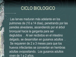 CICLO BIOLOGICO

 Las larvas maduran más adelante en los
pulmones de (10 a 14 días), penetrando por las
paredes alveolares, ascendiendo por el árbol
bronquial hacia la garganta para ser
deglutidos . Al ser recibidos en el intestino
delgado, se desarrollan en gusanos adultos .
 Se requieren de 2 a 3 meses para que los
huevos infectantes se conviertan en hembras
adultas ovopositando. Los gusanos adultos
viven de 1 a 2 años.
 