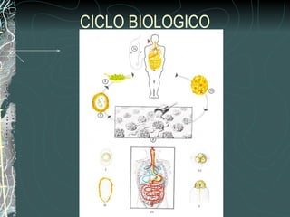 CICLO BIOLOGICO
 