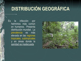 DISTRIBUCIÓN GEOGRÁFICA

Es       la infección por
     helmintos más común
     en humanos. Presenta
     distribución mundial. La
     prevalencia es más
     elevada en las regiones
     tropicales, subtropicales
     y en áreas donde la
     sanidad es inadecuada
 