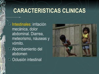 CARACTERISTICAS CLINICAS

Intestinales: irritación
mecánica, dolor
abdominal. Diarrea,
meteorismo, náuseas y
vómito.
Abombamiento del
abdomen
Oclusión intestinal
 