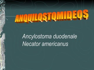 Ancylostoma duodenale
Necator americanus
 