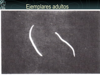 Ejemplares adultos
 