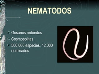 NEMATODOS

Gusanos redondos
Cosmopolitas
500,000 especies, 12,000
nominados
 