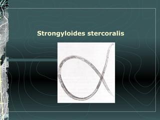 Strongyloides stercoralis
 