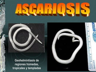 Geohelmintiasis de
  regiones húmedas,
tropicales y templadas
 