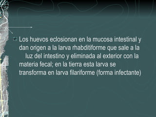 Los huevos eclosionan en la mucosa intestinal y
dan origen a la larva rhabditiforme que sale a la
   luz del intestino y eliminada al exterior con la
materia fecal; en la tierra esta larva se
transforma en larva filariforme (forma infectante)
 