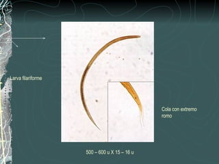 Larva filariforme




                                              Cola con extremo
                                              romo




                    500 – 600 u X 15 – 16 u
 