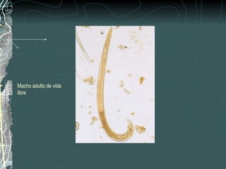 Macho adulto de vida
libre
 