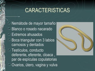CARACTERISTICAS

Nemátode de mayor tamaño
Blanco o rosado nacarado
Extremos ahusados
Boca triangular con 3 labios
carnosos y dentados
Testículos, conducto
deferente, eferente, cloaca ,
par de espículas copulatorias
Ovarios, útero, vagina y vulva
 