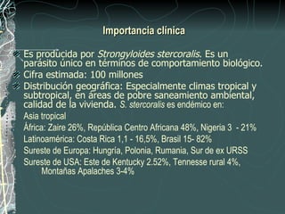 Importancia clínica

Es producida por Strongyloides stercoralis. Es un
parásito único en términos de comportamiento biológico.
Cifra estimada: 100 millones
Distribución geográfica: Especialmente climas tropical y
subtropical, en áreas de pobre saneamiento ambiental,
calidad de la vivienda. S. stercoralis es endémico en:
Asia tropical
África: Zaire 26%, República Centro Africana 48%, Nigeria 3 - 21%
Latinoamérica: Costa Rica 1,1 - 16,5%, Brasil 15- 82%
Sureste de Europa: Hungría, Polonia, Rumania, Sur de ex URSS
Sureste de USA: Este de Kentucky 2.52%, Tennesse rural 4%,
      Montañas Apalaches 3-4%
 