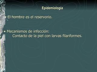 Epidemiología

• El hombre es el reservorio.


• Mecanismos de infección:
    Contacto de la piel con larvas filariformes.
 