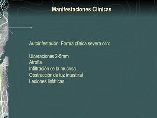 Manifestaciones Clínicas




Autoinfestación: Forma clínica severa con:

Ulceraciones 2-5mm
Atrofia
Infiltración de la mucosa
Obstrucción de luz intestinal
Lesiones linfáticas
 