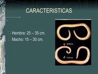 CARACTERISTICAS


Hembra: 25 – 35 cm.
Macho: 15 – 30 cm.
 