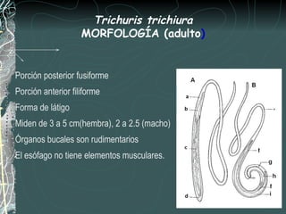 Trichuris trichiura
                    MORFOLOGÍA (adulto)


Porción posterior fusiforme
Porción anterior filiforme
Forma de látigo
Miden de 3 a 5 cm(hembra), 2 a 2.5 (macho)
Órganos bucales son rudimentarios
El esófago no tiene elementos musculares.
 